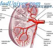 Vazodilatorni in hipoksično teorija regulacijo pretoka krvi v organe in tkiva