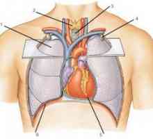 Položaj osi srca
