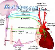 Učinek hipoksije na arterijskega tlaka. Atrijska refleksi uravnavanje tlaka
