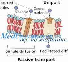 Mobilni proteinske kanale. Aktiviranja mehanizem proteinskih kanalov