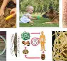 Vzroki črvi (paraziti, gliste) v otroka in odraslega