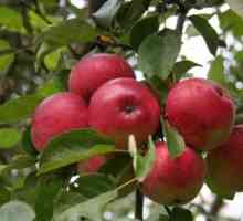 Sprejemi, ki spremljajo oblikovanje in obrezovanje jablan slaboroslyh