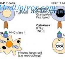 Produktivno fazo imunskega odziva. interakcije celic v proizvodni fazi