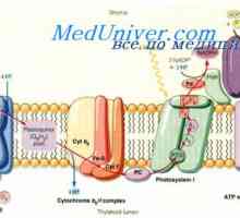 Bazalni metabolizem. Mehanizmi, ki urejajo BMR