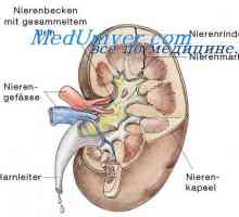 Prepustnost placente. Sadje lupina v večplodnih nosečnosti