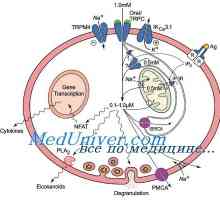 Protitumorsko aktivnost dendritične celice. Učinek Immunovac-sn-4 na naravne imunosti