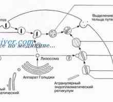 Lizosomi in peroksisomi. celične mitohondrije