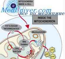 ATP in njegova vloga v celici. Funkcija celične mitohondrije