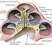Iris in ciliary aparat zarodka. Horoidea in beločnice