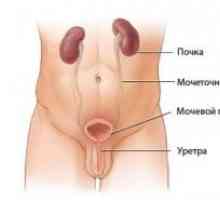 Rak mehurja in sečnice pri ženskah, pri moških: simptomi, zdravljenje, oder, znaki