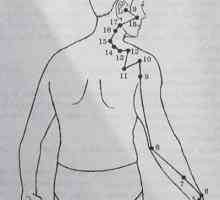 Lokacija in anatomija telesa točk za aromaterapijo. Meridian tankega črevesa