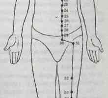 Lokacija in anatomija telesa točk za aromaterapijo. želodec Meridian