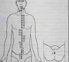 Lokacija in anatomija telesa točk za aromaterapijo. Zadnesredinny Meridian du-maj