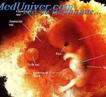 Razvoj človeških zarodkov. Študija zarodki in plodovi