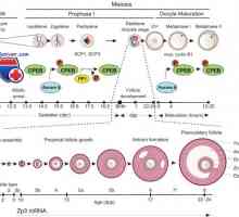 Razvoj jajčnih celic. Prophase mejoze i
