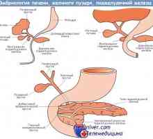 Vrtenje fetalnih jetrih. Razvoj zarodka trebušne slinavke