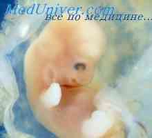 Razvoj prtljažnik zarodkov. Faza razvoja prtljažnik zarodka