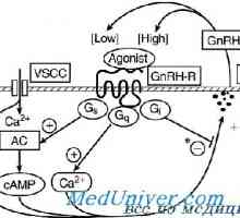 Receptor za gonadoliberin. Mutacije GnRH receptorja