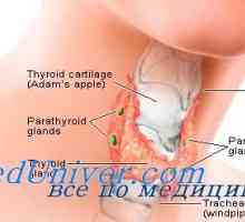 Uredba delovanja ščitnice. Funkcija tiroksina in njen učinek na telo