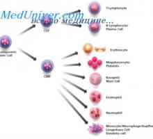 Uredba širjenja matičnih celic. Lastnosti izvornih celic