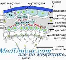 Ureditev spermatogeneze. Faktorji, ki vplivajo na tvorbo semenčic