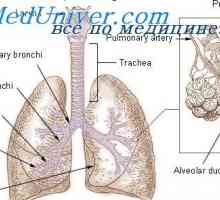 Uredba dihalnega vdihavanju. Vpliv dihalne aparate