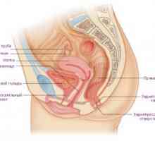 Ženski reproduktivni sistem: embriologijo, anatomija, organi