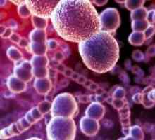 Rickettsia in rikketsiopodobnye mikroorganizmi: vrste, bolezni, patogene