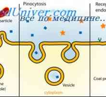 Značilnosti celic. Endocitoza in pinocitozo
