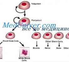Self-obnova matičnih celic. Proliferativni sposobnost izvornih celic