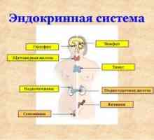 Samoregulacija endokrinega sistema