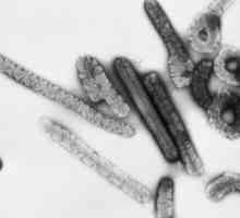 Družina arbovirusi, arenavirusov in filoviruses