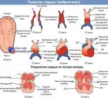 Srčno-žilni sistem zarodka. Razvoj srcu ploda