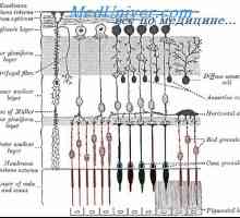 Retin-A. Struktura in anatomija mrežnice