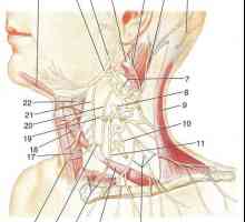Materničnega vratu pleksus. Vratnih simpatična delitev prtljažnik