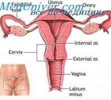 Fiziologija ženskih spolnih organov. Ženski hormonski sistem