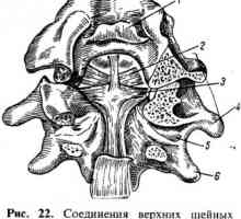 Spojina hrbtenice z lobanjo