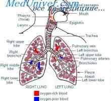 Odpornost dihalnih poti. Izračun upora v dihalnih poteh