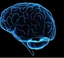Ependymal žilni sistem možganskih prekatov