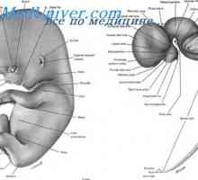 Fetalne hrbtenice živci. Razvoj zarodka spinalnih živcev