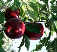 Plemenske Metode slaboroslyh jabolk podlag
