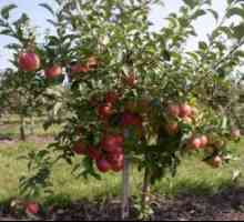 Povprečna višina za jabolk podlage