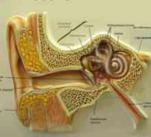 Povprečna lepilo vnetje srednjega ušesa: zdravljenje, simptomi, znaki, vzroki