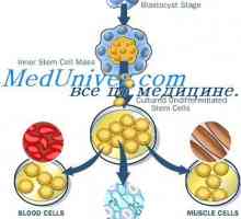 Staranje izvornih celic. Mehanizmi samoobnovitve matičnih celic