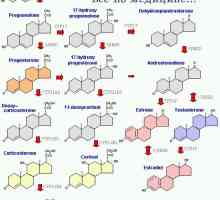 Steroidogeneza. Mehanizmi za sintezo steroidov