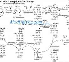 Sproščanje energije iz glukoze preko pentoza fosfatne cikla. Pretvorba glukoze v maščobo