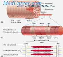 Struktura mišičnega tkiva. Mišičnih vlaken fiziologija