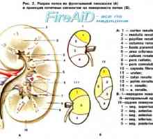 Struktura ledvic (ledvice). ledvična dotok krvi. ledvične žile (ledvično)