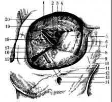 Struktura pomožnega aparata očesa