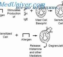 Struktura IgE. Naloge imunoglobulin E